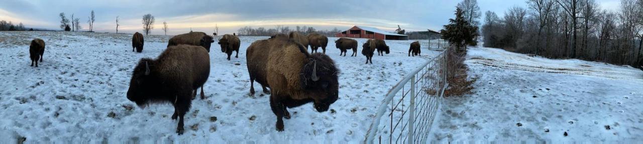 Amish Made Cedar Cabin With A Loft On A Buffalo Farm Close To The Buffalo River Marshall Extérieur photo